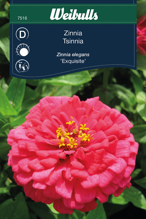 Zinnia 'Exquisite'